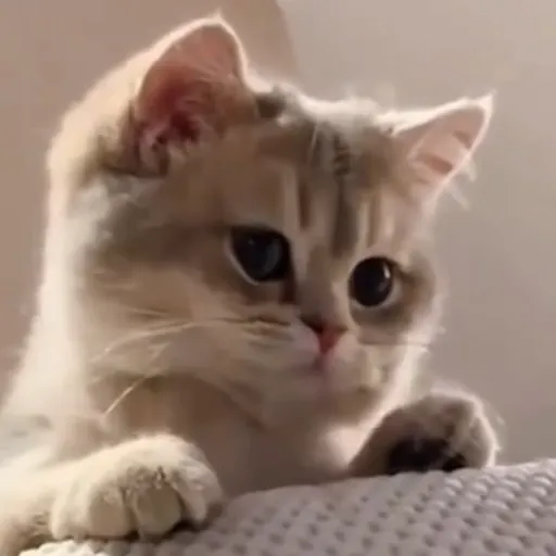 Стикер 58 🐈 Видео набор стикеров с котиками