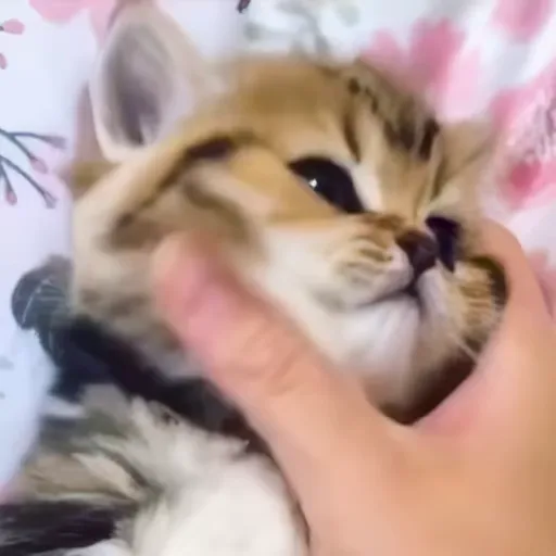 Стикер 54 🐈 Видео набор стикеров с котиками