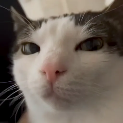 Стикер 24 🐈 Видео набор стикеров с котиками