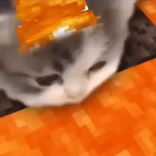 Стикер 21 🐈 Видео набор стикеров с котиками