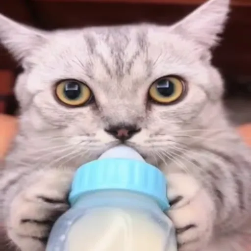 Стикер 23 🐈 Видео набор стикеров с котиками