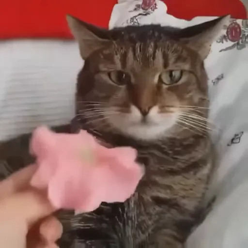 Стикер 43 🐈 Видео набор стикеров с котиками