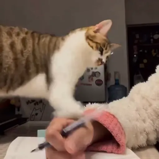 Стикер 44 🐈 Видео набор стикеров с котиками