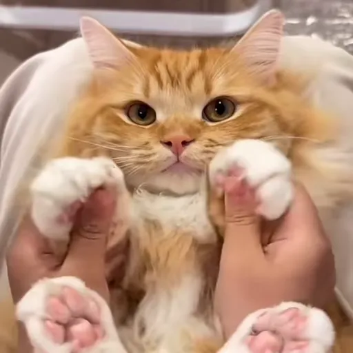 Стикер 19 🐈 Видео набор стикеров с котиками
