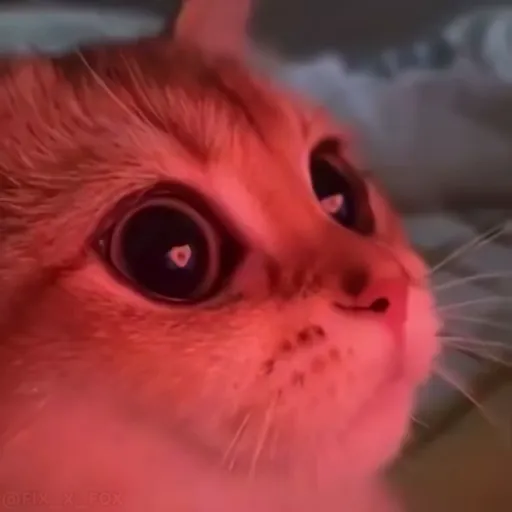 Стикер 15 🐈 Видео набор стикеров с котиками