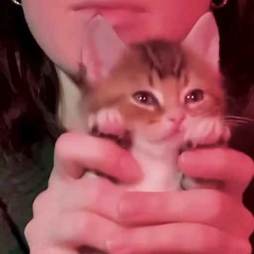 Стикер 13 🐈 Видео набор стикеров с котиками