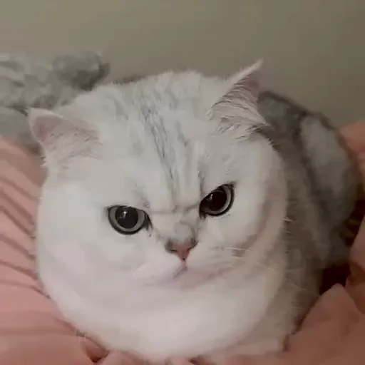 Стикер 25 🐈 Видео набор стикеров с котиками