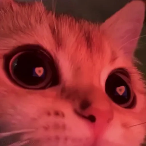 Стикер 14 🐈 Видео набор стикеров с котиками