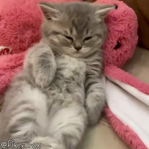 Стикер 48 🐈 Видео набор стикеров с котиками
