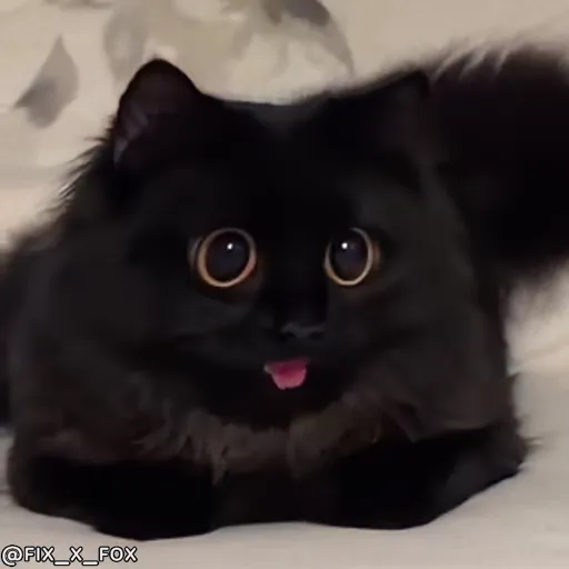 Стикер 29 🐈 Видео набор стикеров с котиками