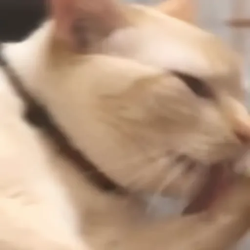 Стикер 27 🐈 Видео набор стикеров с котиками