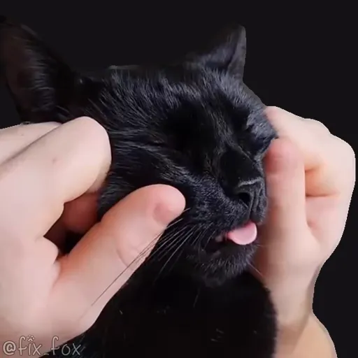 Стикер 22 🐈 Видео набор стикеров с котиками