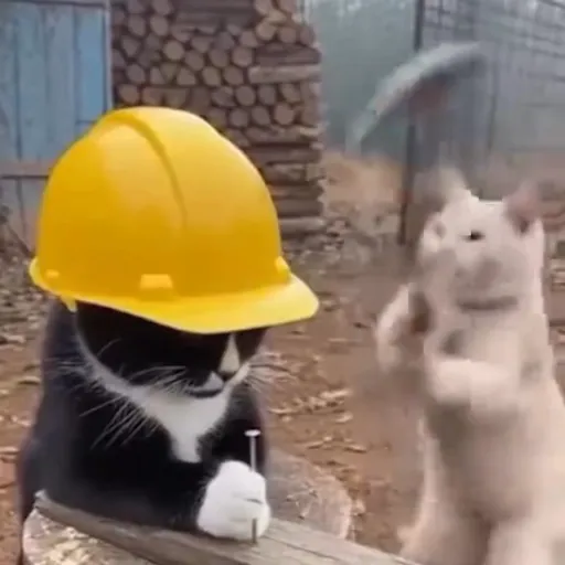 Стикер 11 🐈 Видео набор стикеров с котиками