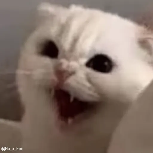 Стикер 53 🐈 Видео набор стикеров с котиками