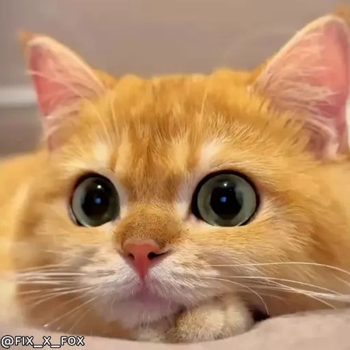 Стикер 30 🐈 Видео набор стикеров с котиками