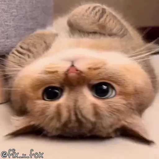 Стикер 36 🐈 Видео набор стикеров с котиками