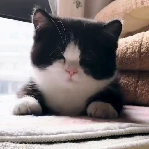 Стикер 61 🐈 Видео набор стикеров с котиками