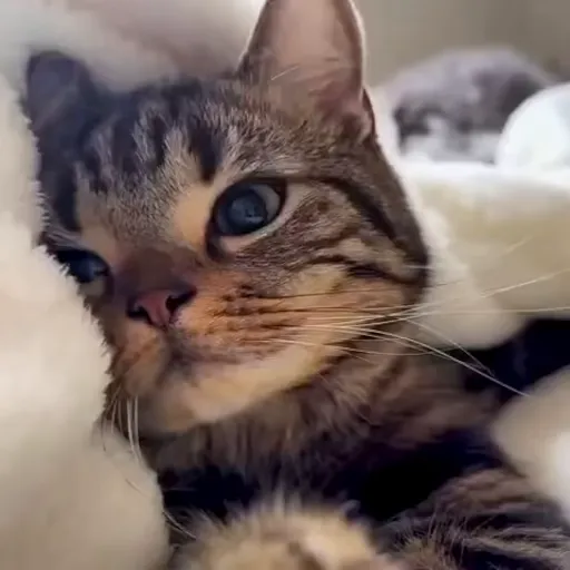 Стикер 8 🐈 Видео набор стикеров с котиками