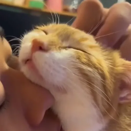 Стикер 41 🐈 Видео набор стикеров с котиками