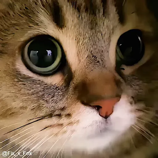 Стикер 39 🐈 Видео набор стикеров с котиками