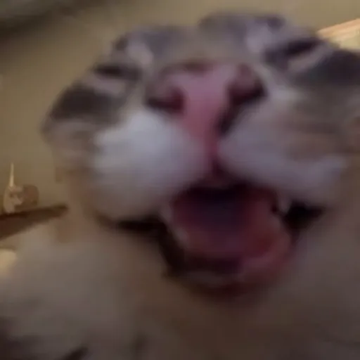 Стикер 5 🐈 Видео набор стикеров с котиками
