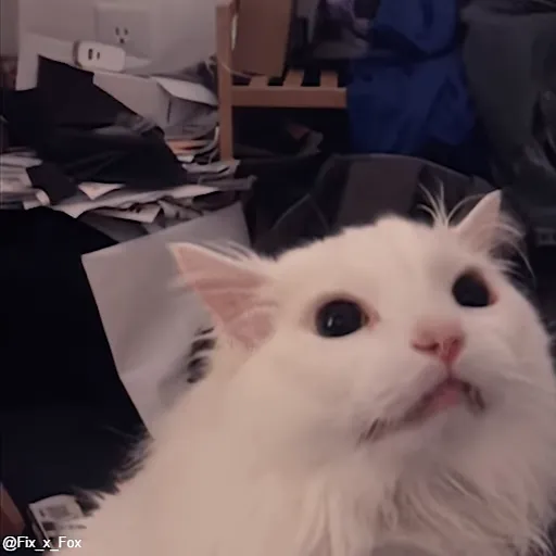 Стикер 52 🐈 Видео набор стикеров с котиками