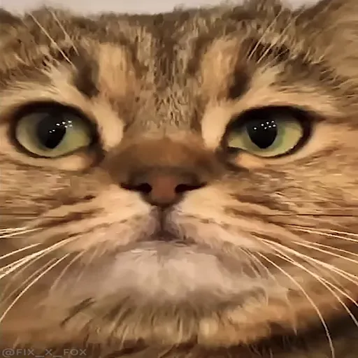 Стикер 38 🐈 Видео набор стикеров с котиками