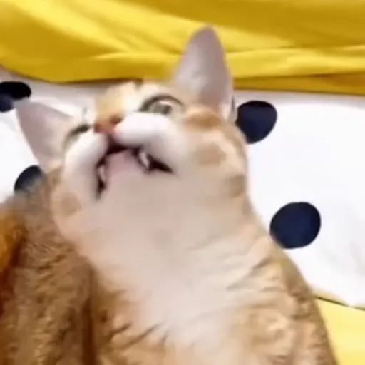 Стикер 59 🐈 Видео набор стикеров с котиками