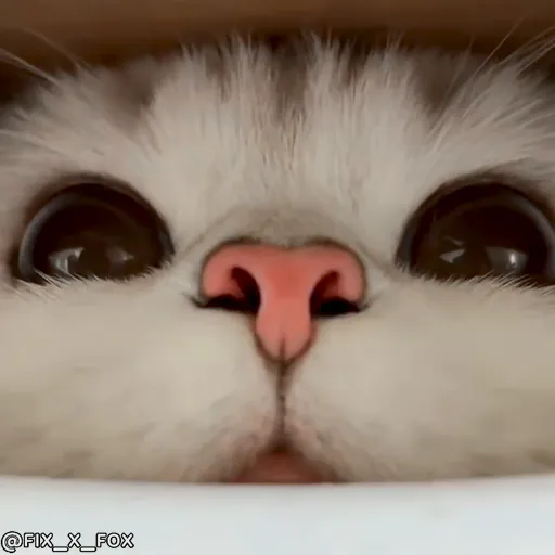 Стикер 55 🐈 Видео набор стикеров с котиками