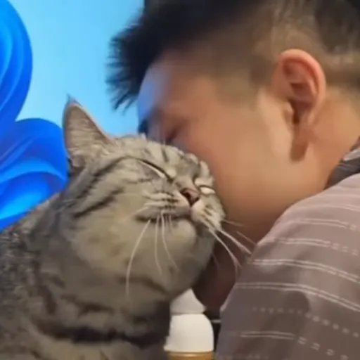 Стикер 28 🐈 Видео набор стикеров с котиками