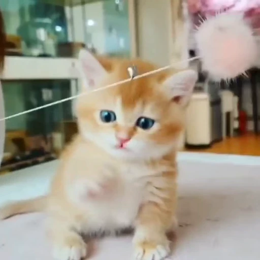 🐈 Стикер «? Cats» для Telegram