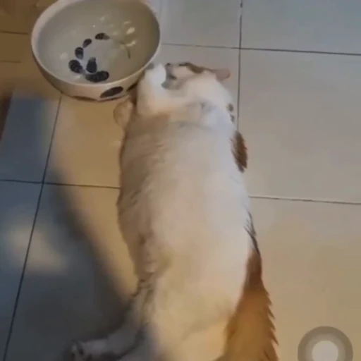 🐈 Стикер «? Cats» для Telegram