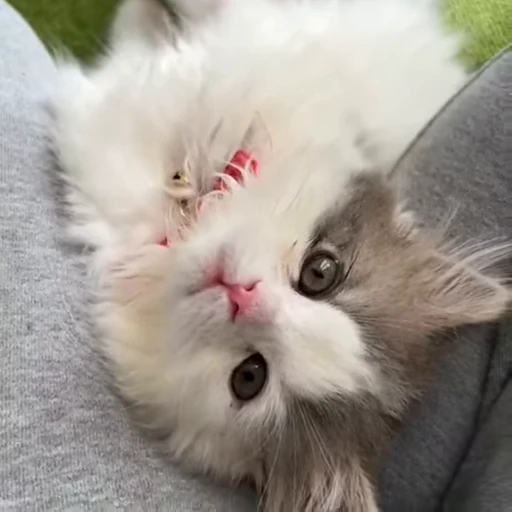 🐈 Стикер «? Cats» для Telegram