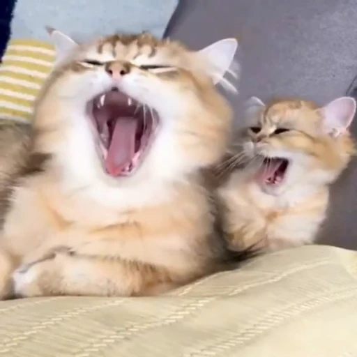 🐈 Стикер «? Cats» для Telegram