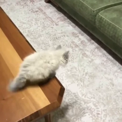 🐈 Стикер «? Cats» для Telegram