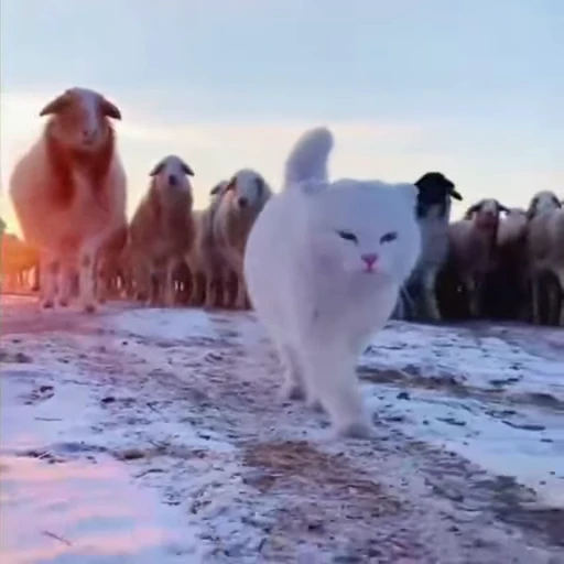 🐈 Стикер «? Cats» для Telegram