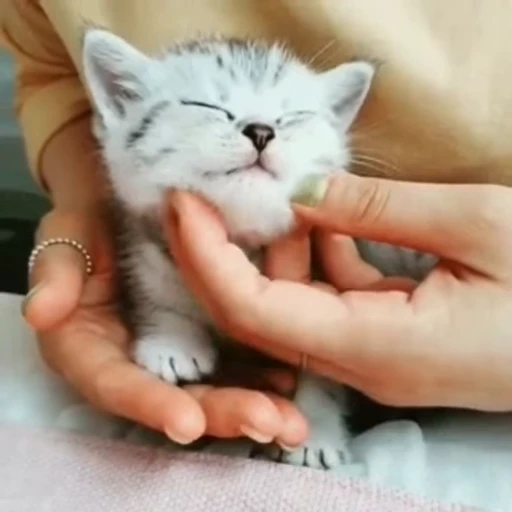 🐈 Стикер «? Cats» для Telegram