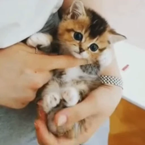 🐈 Стикер «? Cats» для Telegram