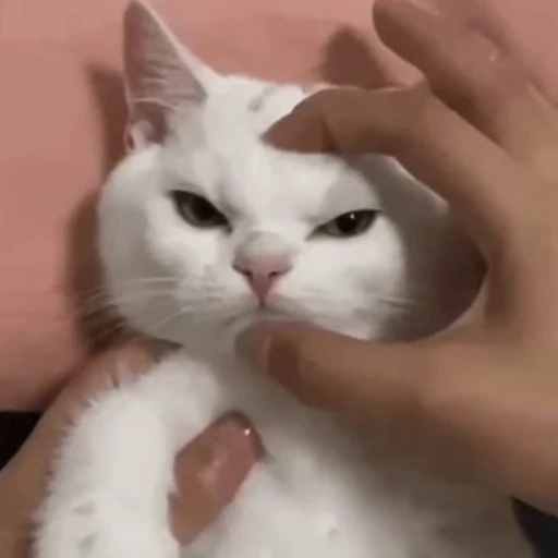 🐈 Стикер «? Cats» для Telegram