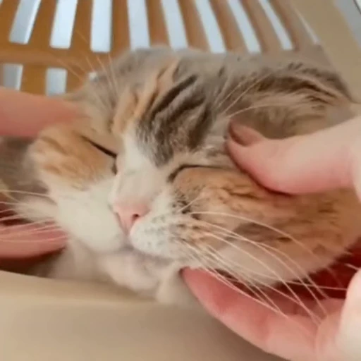 🐈 Стикер «? Cats» для Telegram