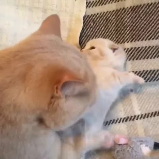 🐈 Стикер «? Cats» для Telegram