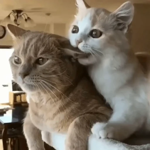 🐈 Стикер «? Cats» для Telegram