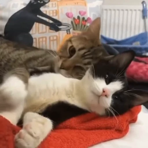 🐈 Стикер «? Cats» для Telegram