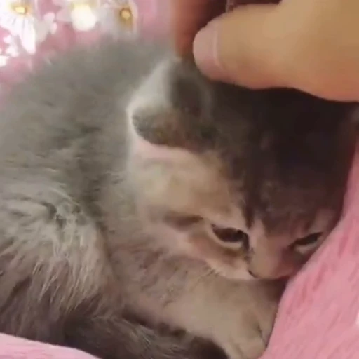 🐈 Стикер «? Cats» для Telegram