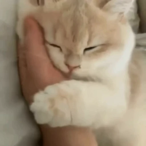🐈 Стикер «? Cats» для Telegram