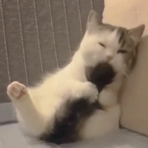 🐈 Стикер «? Cats» для Telegram