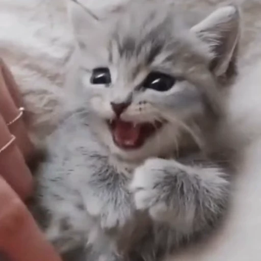 🐈 Стикер «? Cats» для Telegram