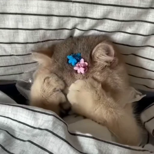 🐈 Стикер «? Cats» для Telegram