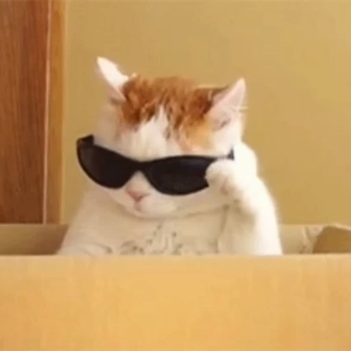 🐈 Стикер «? Cats» для Telegram
