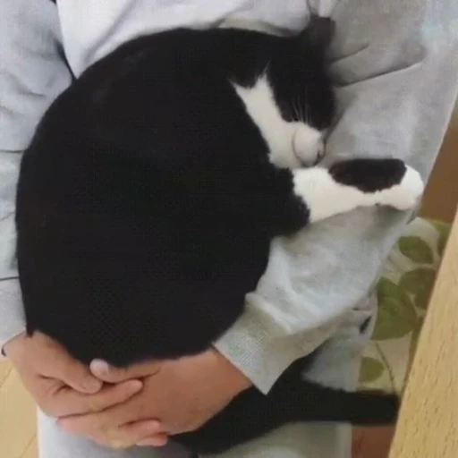 🐈 Стикер «? Cats» для Telegram